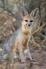 Cape Fox sitting calmly in the shade of a thorn tree in the Kgalagadi, South Africa