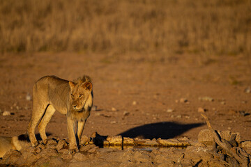 Young Male lions drink at a waterhole in the Kalahari Desert, South Africa