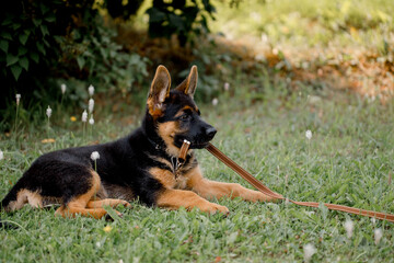 Beautiful puppy lies on the grass and play with a leash