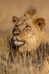 Young Male lions drink at a waterhole in the Kalahari Desert, South Africa