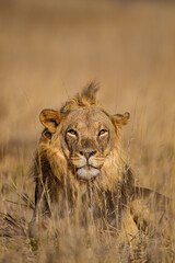 Young Male lions drink at a waterhole in the Kalahari Desert, South Africa