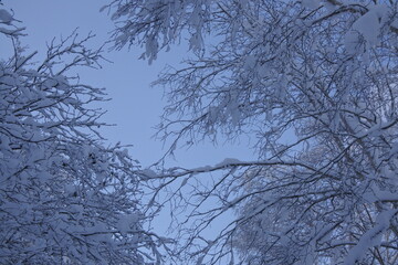 北海道の旭岳の風景