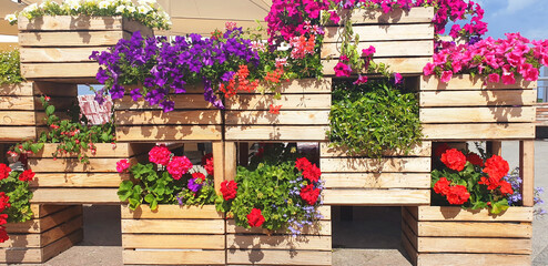 Fototapeta na wymiar Panorama of wooden boxes in the form of flowerpots with petunia flowers.