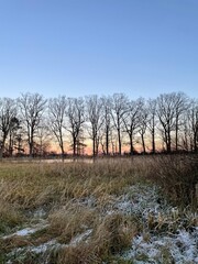 landscape with trees and snow