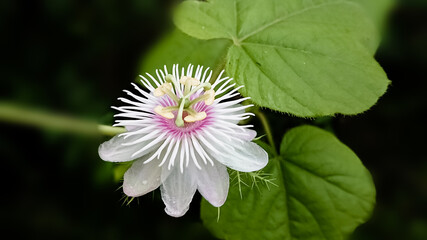 stinking passionflower ( Passiflora foetida )