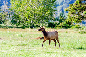 Antelope in Field