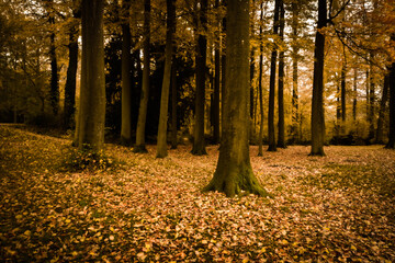 Beautiful view of Enghien park
