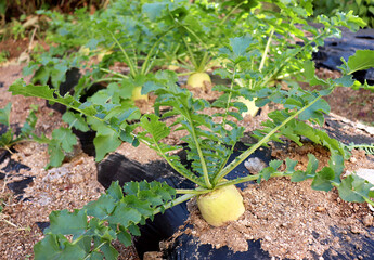 싱싱한 가을 무