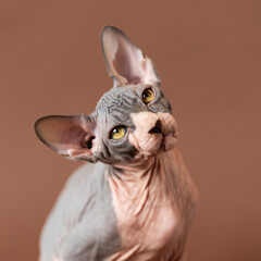 Portrait of cute Sphynx Hairless cat on brown background looking up. Male kitten of blue and white color, with big yellow eyes is four months old. Close-up, selective focus. Square view, studio shot.