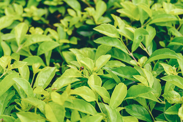 Many natural pesticide-free green leaves wall close-up