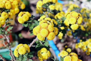 정원에 핀 여러 종류의 예쁜 국화 꽃