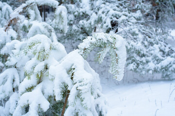 christmas panorama winter forest of pine and spruce in the snow on the branches. landscape