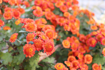 정원에 핀 여러 종류의 예쁜 국화 꽃