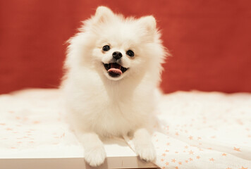 White Pomeranian Puppy posing on red background. Soft and selective focus.