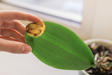Brown spot on orchid leaf