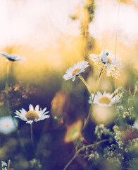 Daisy wild flower field in sunset - 469725953