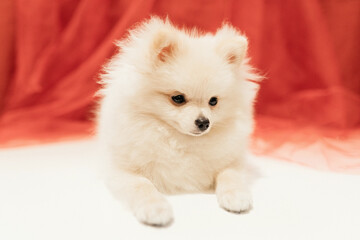 White Pomeranian Puppy posing on red background. Soft and selective focus.