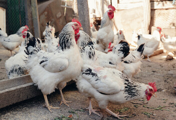 Domestic chickens peck seeds in the yard.