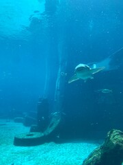 Shark swimming in a large aquarium