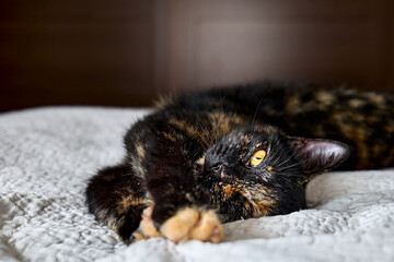 Obraz premium Close up portrait of young tortoiseshell cat lying on the gray blancket in the bedroom. Concept of beautiful pet.
