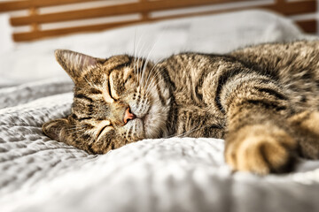 Cute tabby cat sleeping on gray blanket on the bed. Funny home pet. Concept of relaxing and cozy wellbeing. Sweet dream.