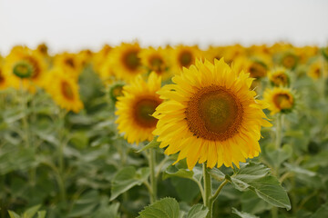 Sunflower blooming nature in the summer sunshine plantation unaltered