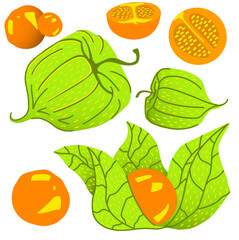 Set of exotic fruits, berries and leaves of physalis. Vector flat illustration isolated on white background