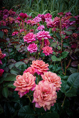 pink roses in garden
