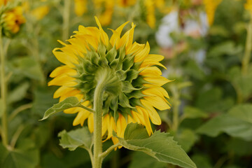 Sunflower blooming nature a beautiful landscape plantation unaltered