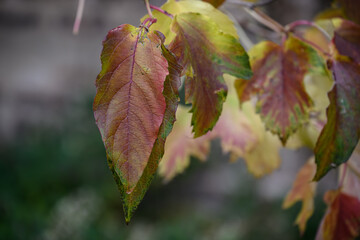 closeup of brightly colored red and green autumn leaves layered on top of each other
