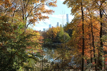 autumn in the forest