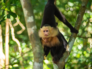 Two monkeys on the tree on beach in Costa Rica