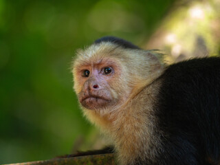 Little monkey on the tree on beach in Costa Rica