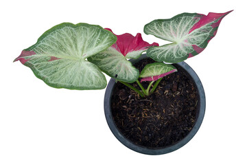 Top view of Caladium bicolor is queen of the leafy plants growing in pot isolated on white background included clipping path Thai name is Chai Chon.