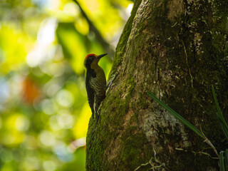Woodpecker on the tree in Costa Rica