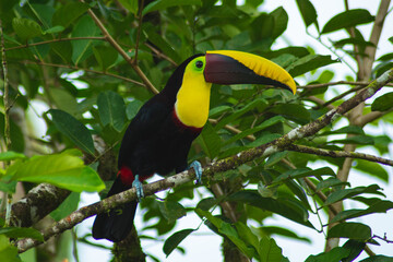 Toucan on the tree in the Jungle in Costa Rica