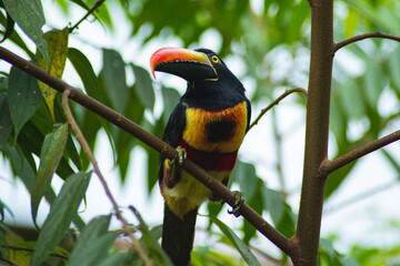 Toucan on the tree in the Jungle in Costa Rica