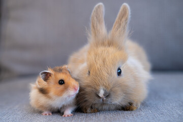 hamster and rabbit sitting side by side, animal friendship concept - obrazy, fototapety, plakaty