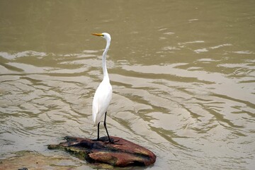 Great Egret (Ardea alba) Ardeidae family, ready to fish on a stone in the river. Manaus - Amazonas, Brazil.