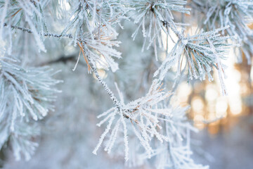 panorama view of the winter forest of pine and spruce in the snow on the branches. landscape. the rays of the sun at sunset illuminate the snow
