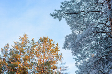 panorama view of the winter forest of pine and spruce in the snow on the branches. landscape. the rays of the sun at sunset illuminate the snow