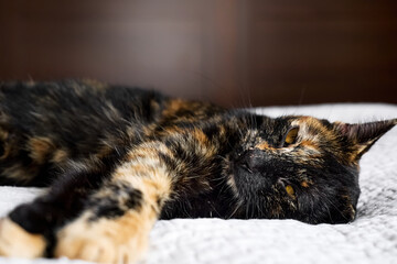 Close up portrait of young tortoiseshell cat lying on the gray blancket in the bedroom. Concept of beautiful pet.
