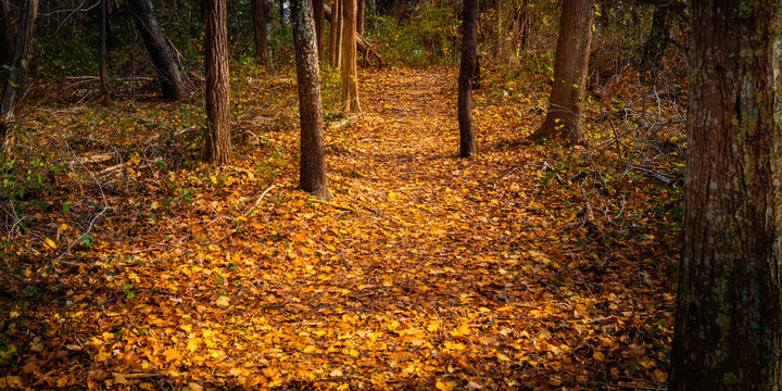 Autumn Foliage And Tree Trunks After Rain On The Footpath. November Forest Landscape At Bay Circuit Trail Park In Kinston, Massachusetts.