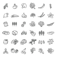 Natural food flat line icons set. flat collection