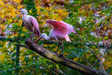 pink heron on a branch