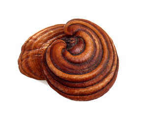 Dried lingzhi It is a sheet-shaped plant that is hard brown. put on a white background. Isolated.