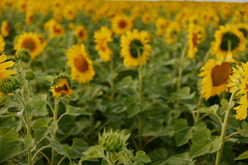 Fields with an infinite sunflower against a blue sky summer day