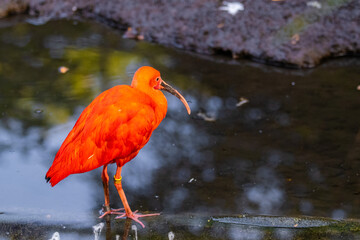 scarlet ibis bird