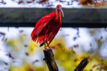 red bird on a branch