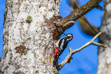 Great spotted woodpecker at the nest on a tree trunk